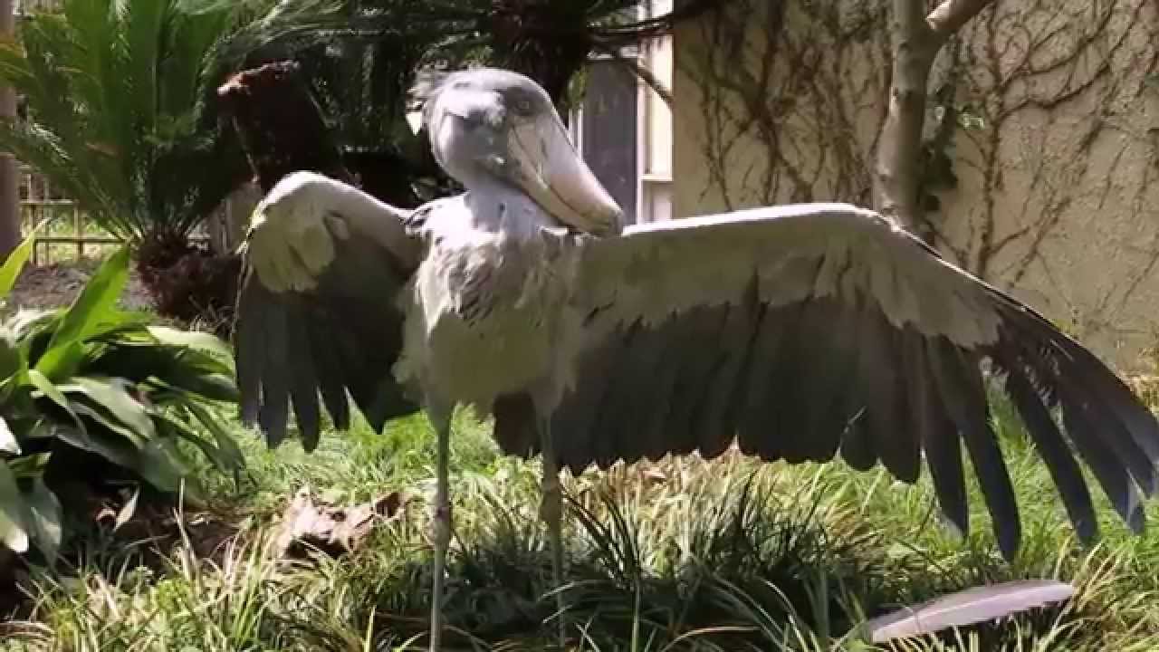 ハシビロコウの基本動作 Shoebill ページ
