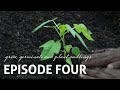 Tropical organic gardening  episode 4  grow germinate and plant seedlings