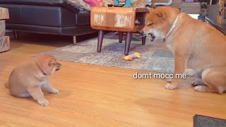 Kenzo talks bacc to daddo & he doesn't like it   Shiba Inu puppies (with captions)