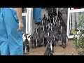 これがペンギンハイウェイですか?(Penguin Highway?)