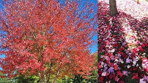 Beautiful Red Maple Tree and its Fallen Leaves I Fall Colors I Fall Season I Nature I Autumn
