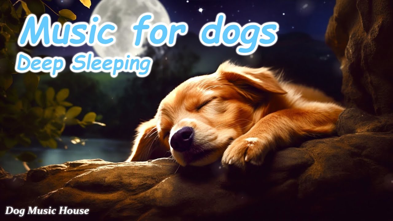 Relaxing Dog Music 🐶 Soothing Melodies to Calm Your Dog Gentle Piano