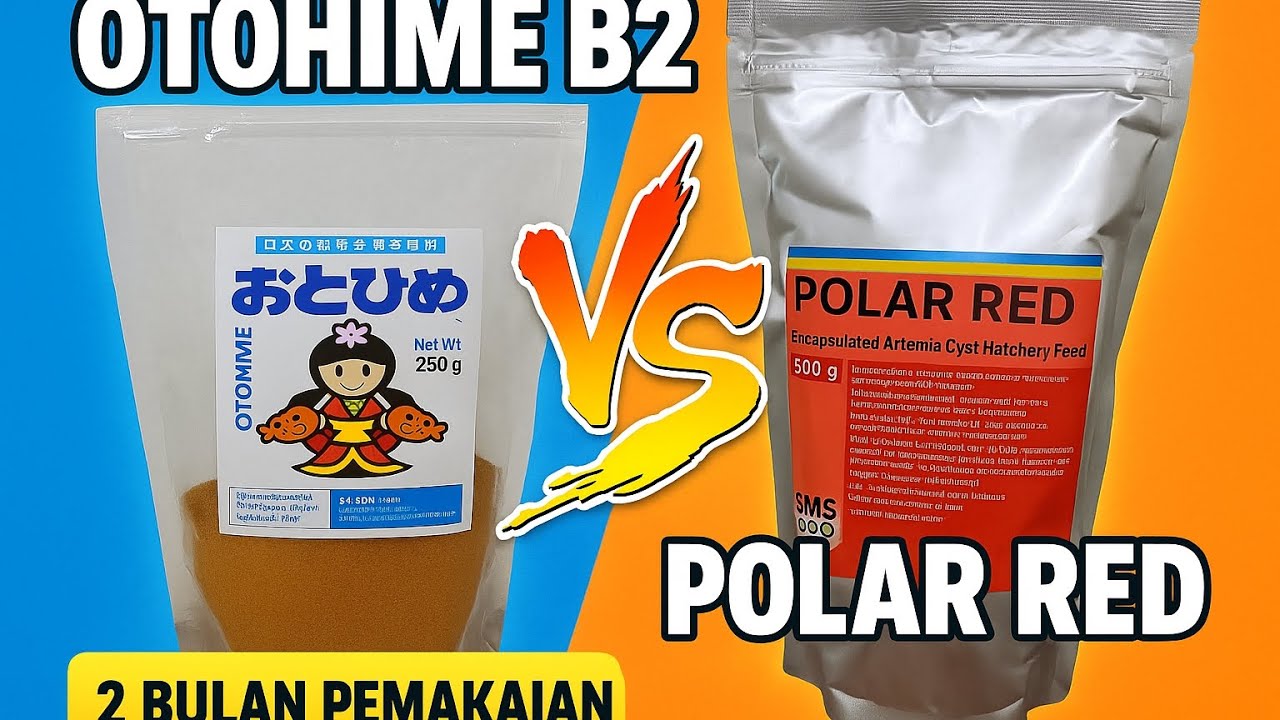 UJI NYATA 2 BULAN PEMAKAIAN ! Mana pakan guppy terbaik : OTOHIME VS POLAR RED ?