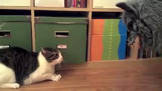 Cat Freaks Out!!!!