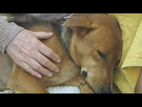 Video: Jak často pro očkování Coronavirus Dog?