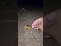 Catch big frogs funny | Try don't laugh | wepwep catching frogs make you laugh #shortsviral