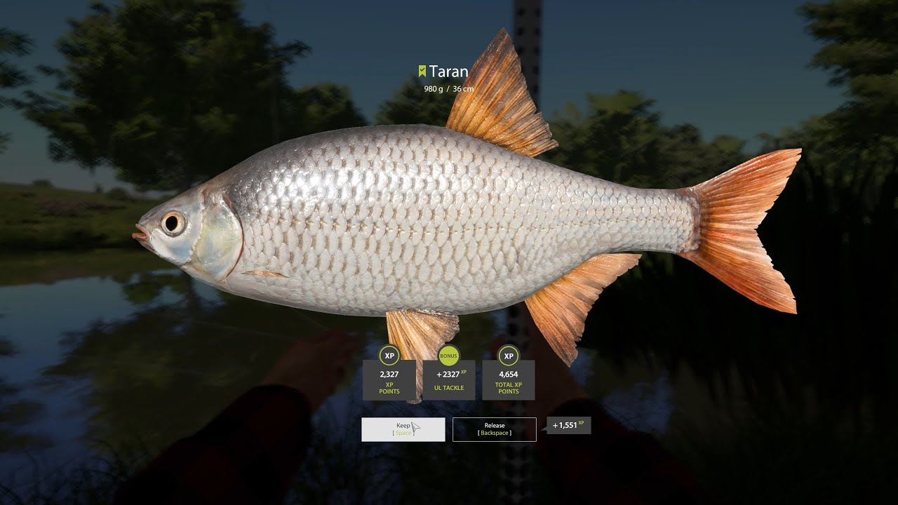 RF4 Fresh Spot / Crazy Taran Spot, 78 Fish in 38min /  Full Video / 21.07.2025