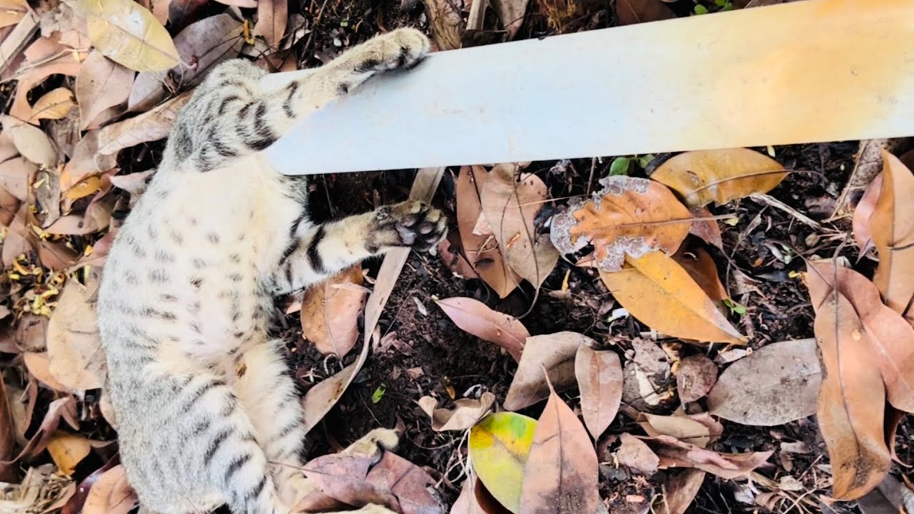 Cat rescue / cat removal from PVC pipe / iam Abu YouTube