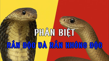 Cách Phân Biệt RẮN ĐỘC Và RẮN KHÔNG ĐỘC Chỉ Trong 5 Giây – Ai Cũng Nên Biết!