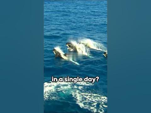How Much Food Can Orca Eat In One Day!? #shorts #orca #animalfacts