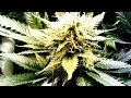 Gorilla Glue #4 Weed Review  BammerTV
