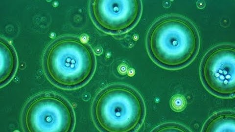 Shilps Sciences microfluidics video