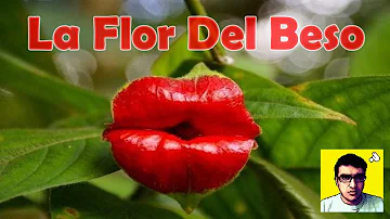 ¿Qué flor tiene dos labios?