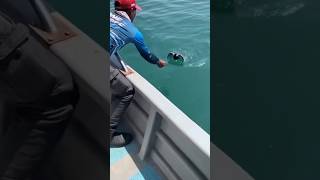 انقذ حمامه زاجل من وسط البحر                 طيور  حمام سمعها
