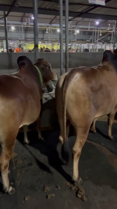 most-beautiful-bulls-in-the-world-largest-cattle-farm-in-bangladesh