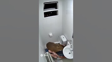 Capybaras Got No Boundaries😭🚽