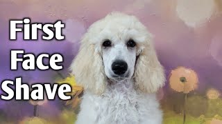 How to Shave a Poodle Puppy's Face | Tips and Tricks  How To Shave A Poodle S Face Dog Grooming Tutorial