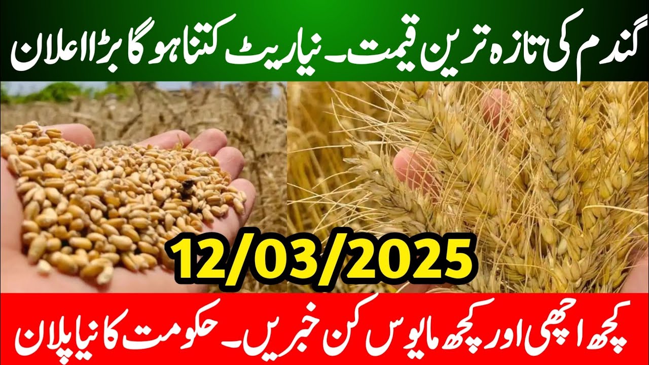 Gandam Rate Today | Today Wheat Price in Punjab | Wheat Prices Pakistan ...