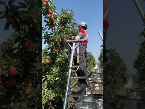Corte de manzana