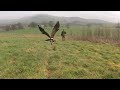 Falconry. Harris Hawk training on a misty afternoon.