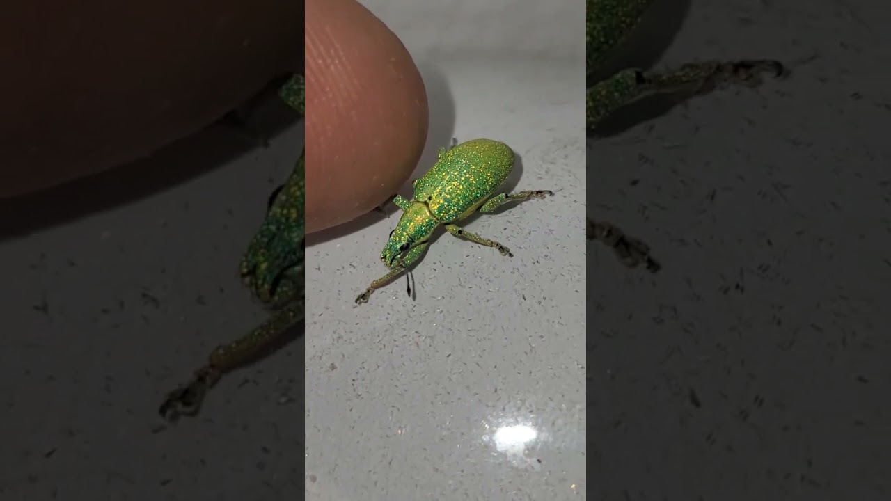 DIVA WEEVIL! Super glittery