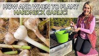 When & How to Plant Hardneck Garlic for Maximum Harvest! 🧄