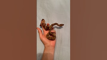 Boa constrictor relaxing