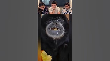 Tom Holland React Viral Videos part 41 #tomholland #funny #trytolaugh #reaction