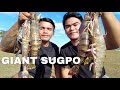OUTDOOR COOKING | GIANT SUGPO