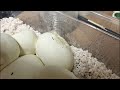 エッグカット
