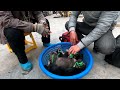 rescuing poor puppies from street vendor which are tied in basket for sale