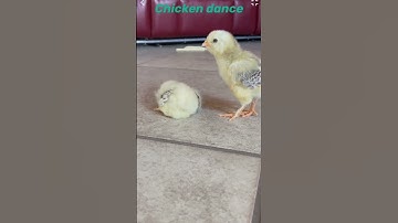Thumbnail of Chicken dance tutorial