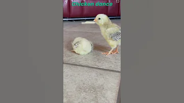 Chicken dance tutorial