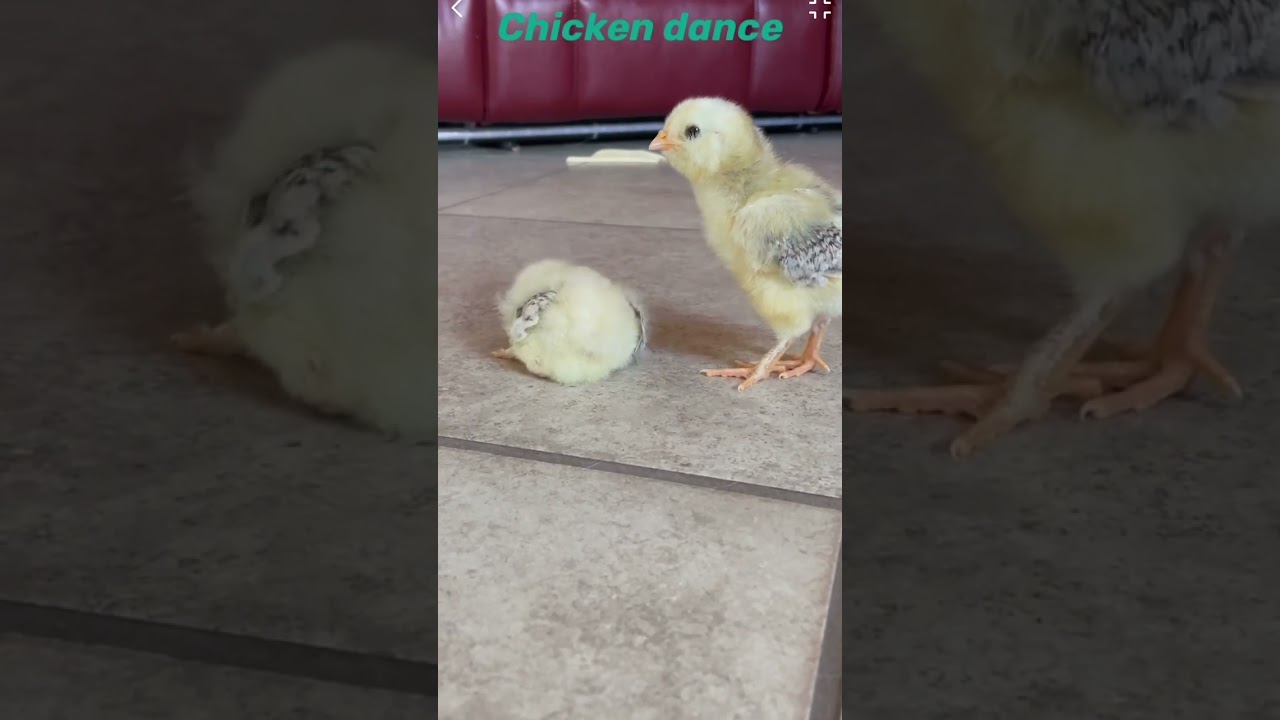 Chicken dance tutorial