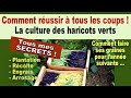 Comment réussir la culture des haricots verts au jardin potager bio