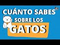 TEST GATOS. CUÁNTO SABES SOBRE LOS GATOS?