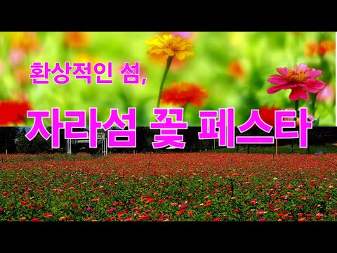 환상적인 섬 축제, 자라섬 꽃 페스타를 미리 다녀왔습니다.