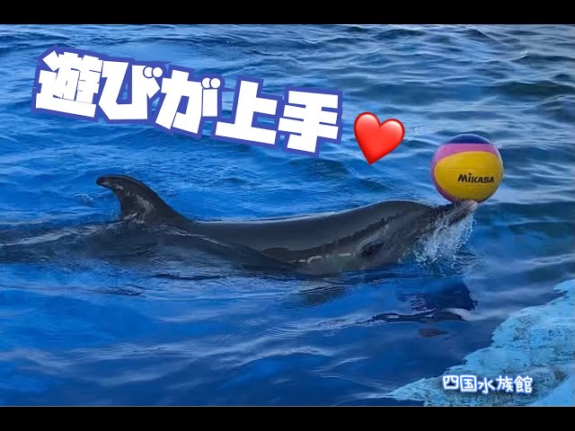 ボール遊びが上手なイルカさん ＠四国水族館 - YouTube
