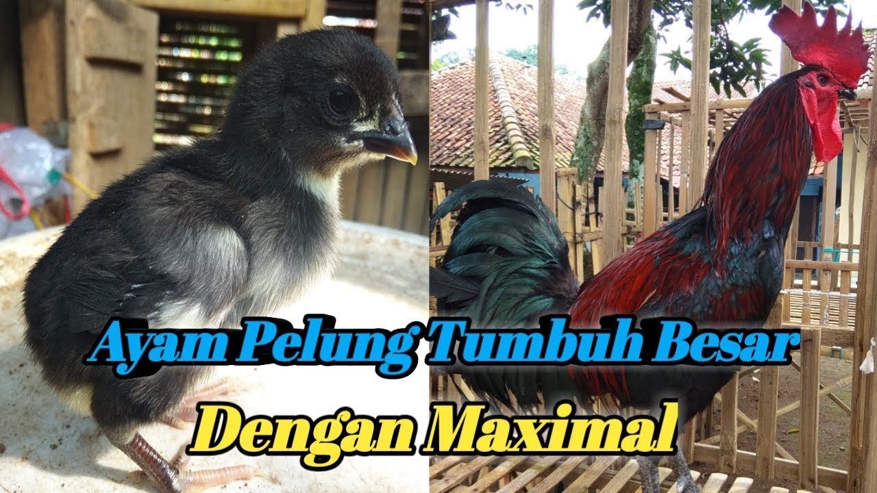CARA PEMBERIAN PAKAN AYAM PELUNG YANG BAIK & BENAR | UMUR 0 - DEWASA
