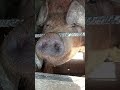Плямисті свині і рудий хряк