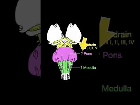 Cranial Nerve Origin Shorts