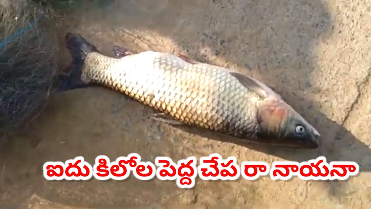 ఐదు కిలోల పెద్ద చేప రా నాయనా 5kg #fishingvideo #bassfishing #villagefishing #