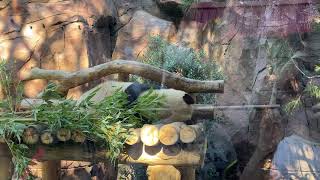 Pandas return to the San Diego Zoo