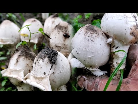 Lots of wild mushrooms from the forest, Nagaland village life @Naga Local Production