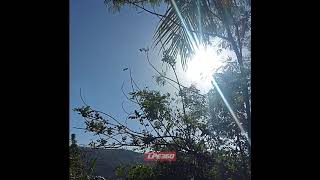 Trying to get coconut, drops bamboo on head