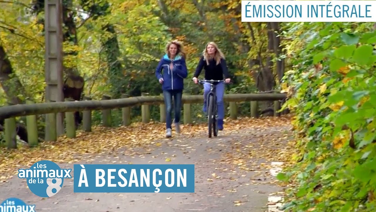 Les Animaux de la 8 à Besançon - Émission intégrale