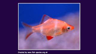 Tropical Fish Video - Fish Species