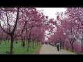 【雲南散歩】宜良樱花谷.　2026年春