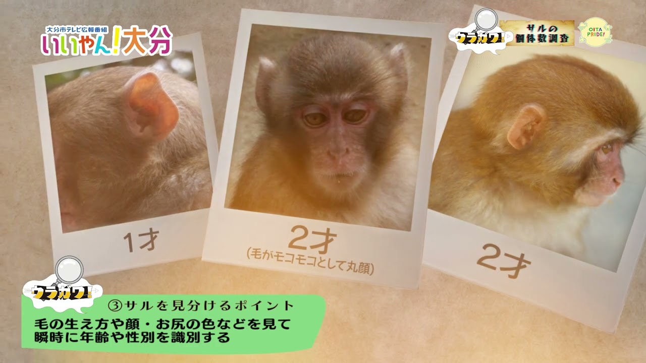 いいやん！大分】ウラガワ！サルの個体数調査 - YouTube