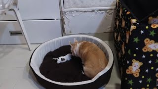 She's trying to accept the BABY❤️ | Ss vlogs :-)